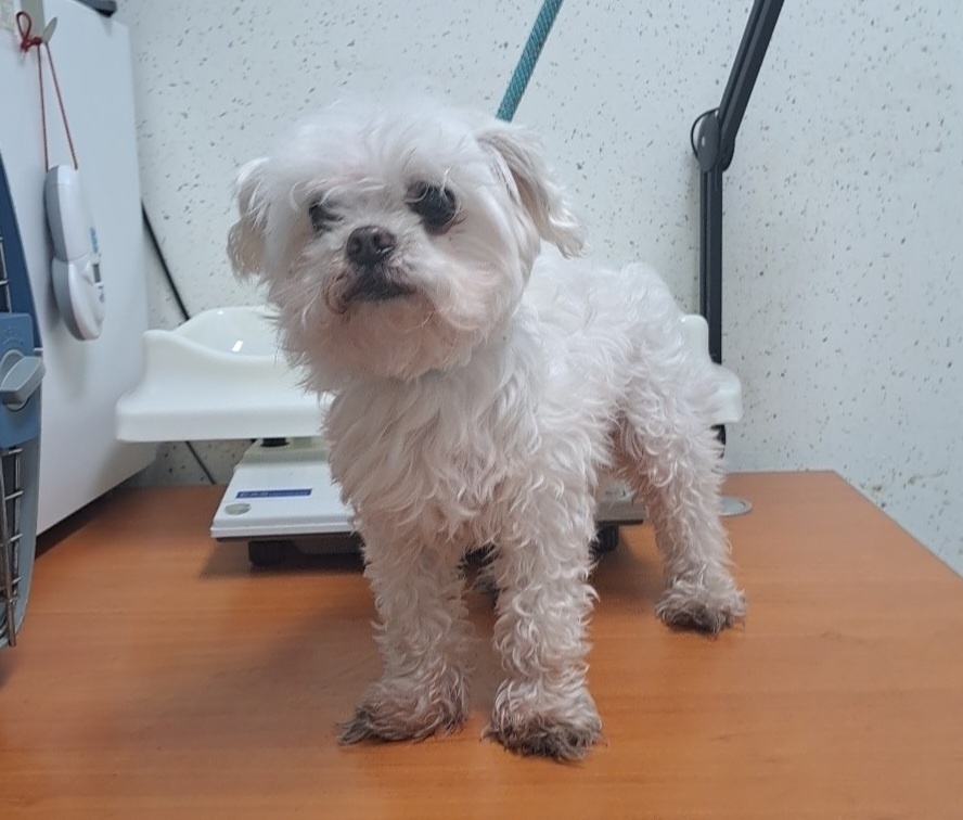수원시 동물보호센터_441374202300200